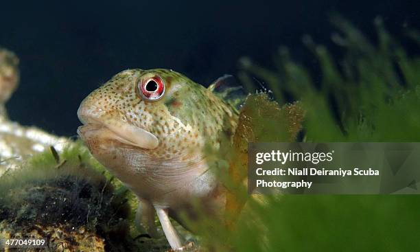 mr red eyes blenny - blenny stock pictures, royalty-free photos & images
