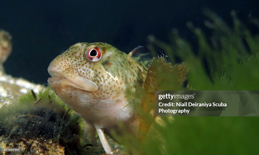 Mr Red Eyes Blenny