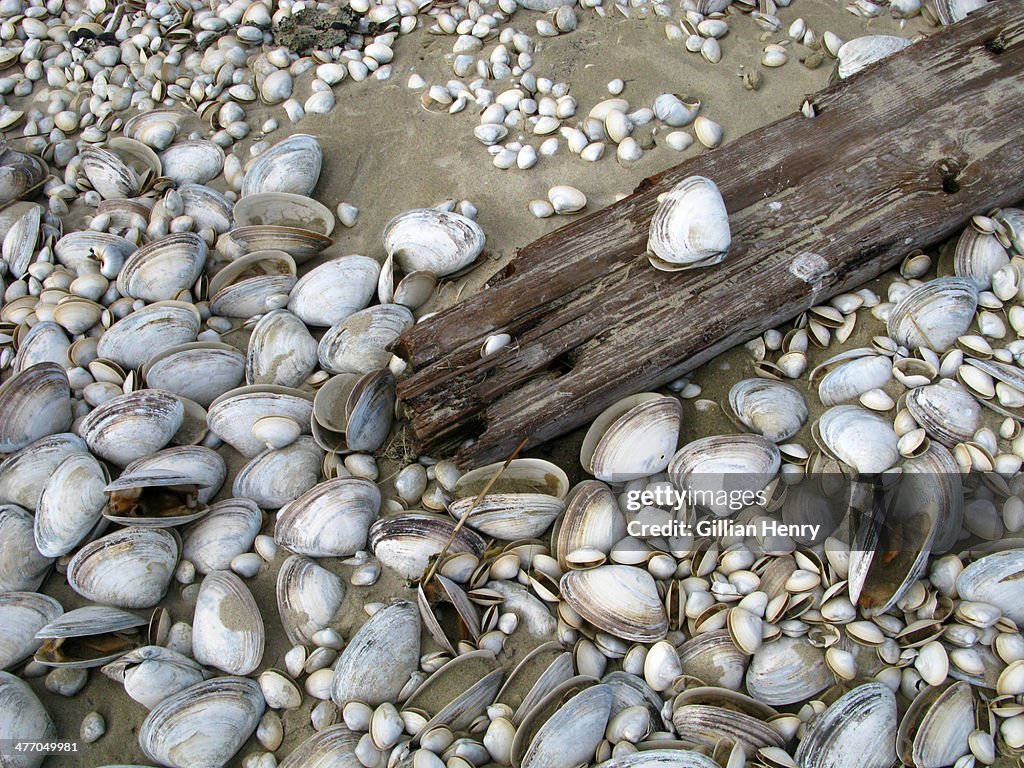 Clam Shells and Driftwood