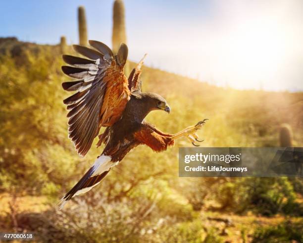 harris hawk going in for the kill - arizona wildlife stock pictures, royalty-free photos & images