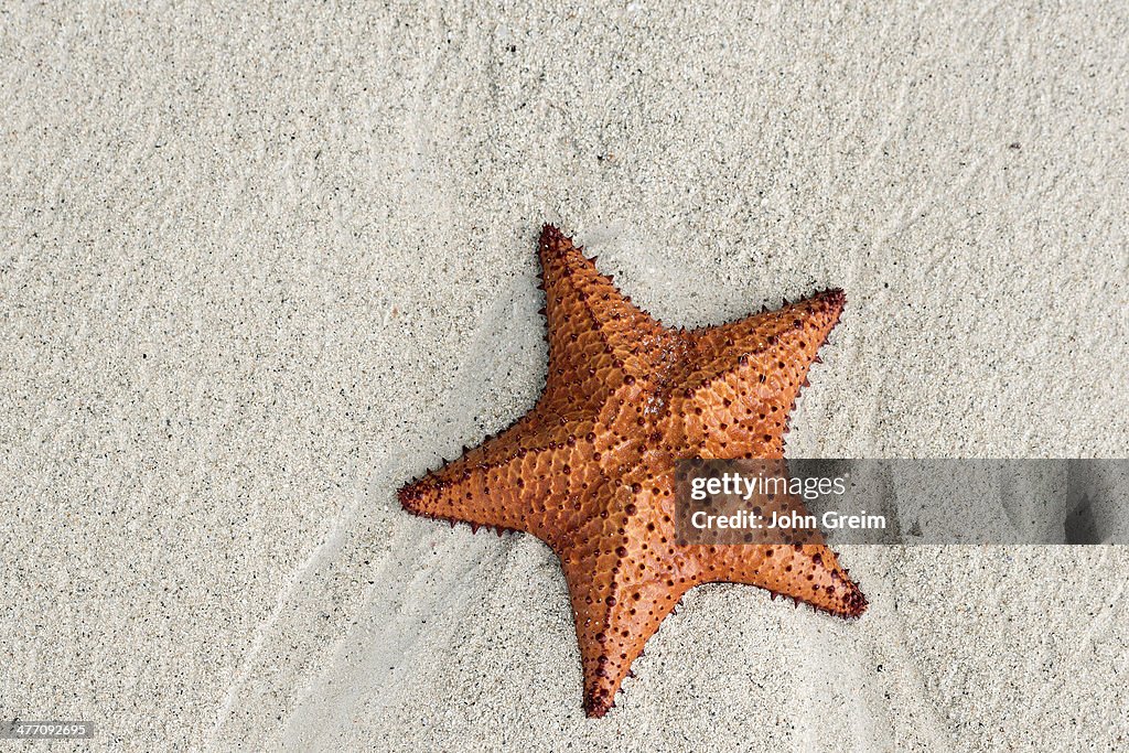 Cushion sea star on beach...