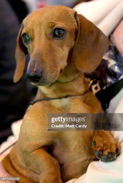 Dachshund waits to be judged on the second day of the Crufts dog show at the NEC on March 7, 2014 in Birmingham, England. Said to be the largest show...