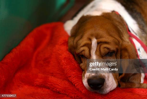 Basset Hound sleeps in its kennel on the second day of the Crufts dog show at the NEC on March 7, 2014 in Birmingham, England. Said to be the largest...