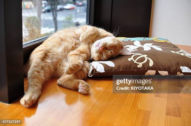 funny sleeping posture - ginger cat stock pictures, royalty-free photos & images