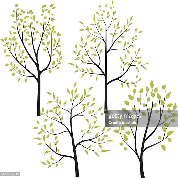 spring tree - maple tree isolated stock illustrations
