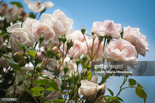 6,566 Maria Rose Stock Photos, High-Res Pictures, and Images