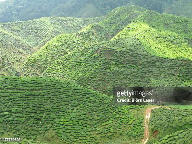 cameron highlands - lauer stock pictures, royalty-free photos & images