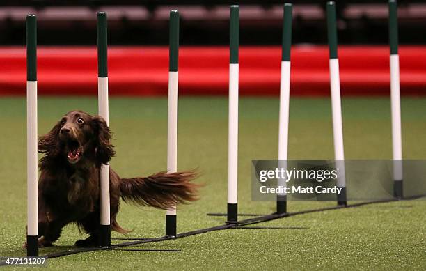 Dog competes in the agility competition on the second day of the Crufts dog show at the NEC on March 7, 2014 in Birmingham, England. Said to be the...