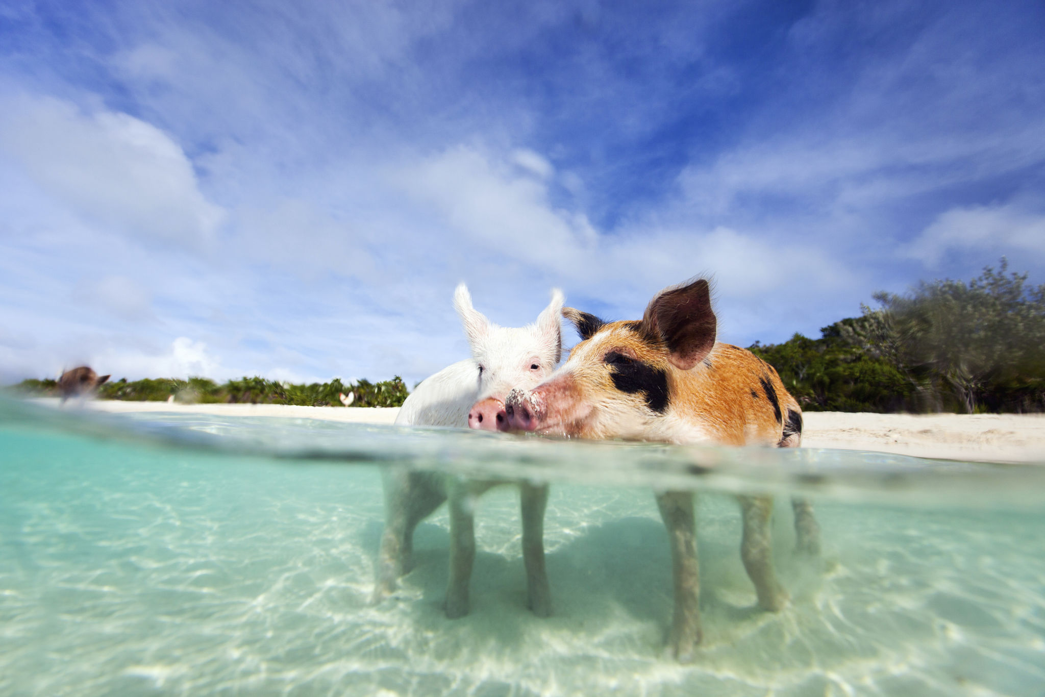 caribbean pigs