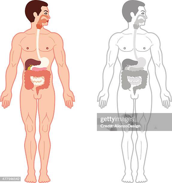 human digestive system - mannequin legs stock illustrations