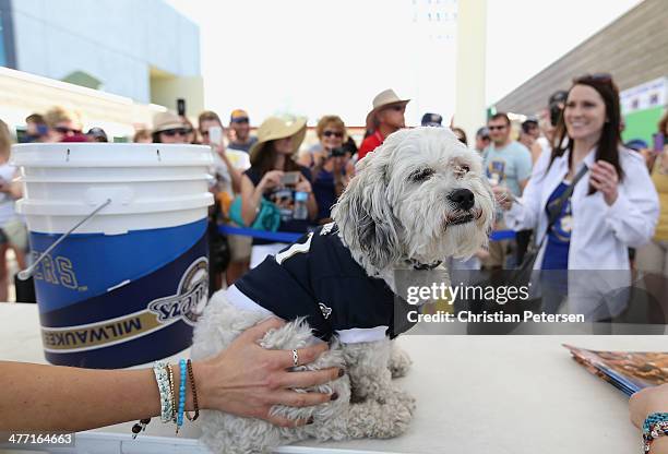 20 Hank T Dog Photos & High Res Pictures - Getty Images