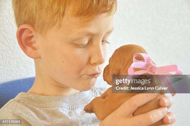 ginger haired boy gives kisses to a vizsla puppy - ginger lynn - fotografias e filmes do acervo