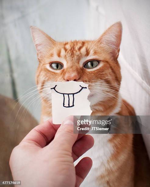 orange cat face - humour foto e immagini stock