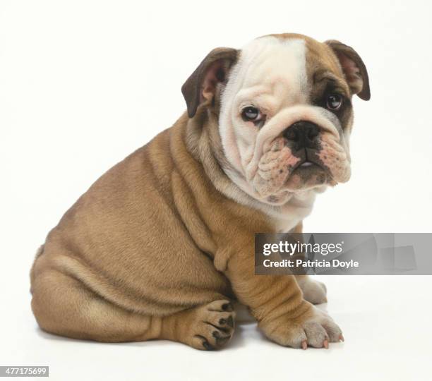 perfect english bulldog - hondje stockfoto's en -beelden