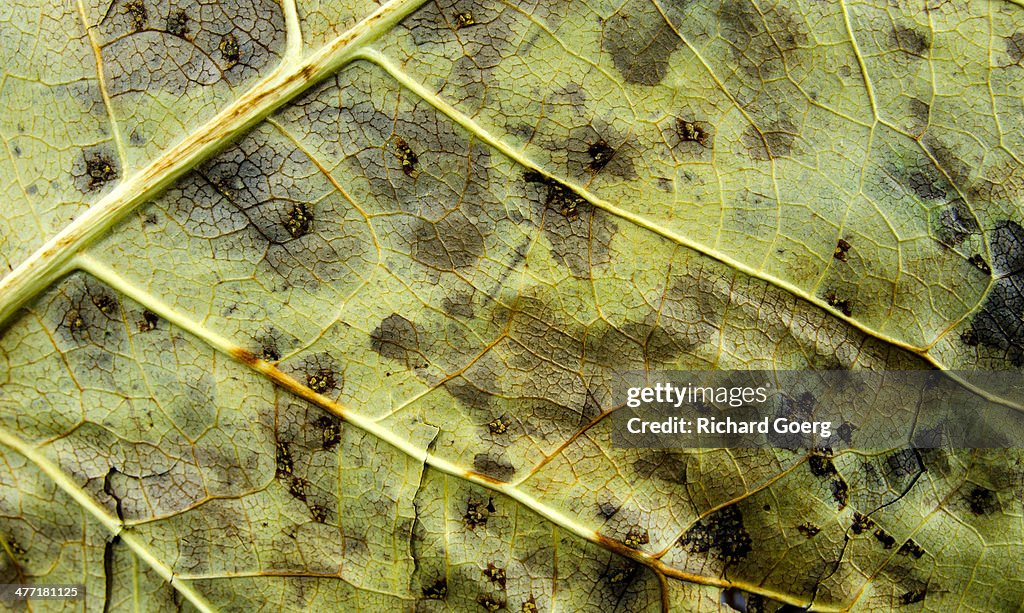 Decayed leaf background