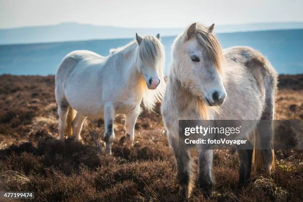 wild ponies on heathery mountain moorland brecon beacons national park - pony paard stockfoto's en -beelden