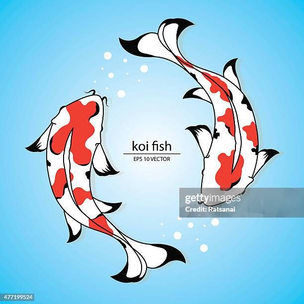 koi fish vector - carp stock illustrations