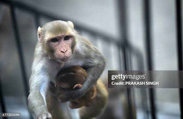 Female monkey climbs a stairs with her baby in New Delhi on June 15, 2015. AFP PHOTO/PRAKASH SINGH