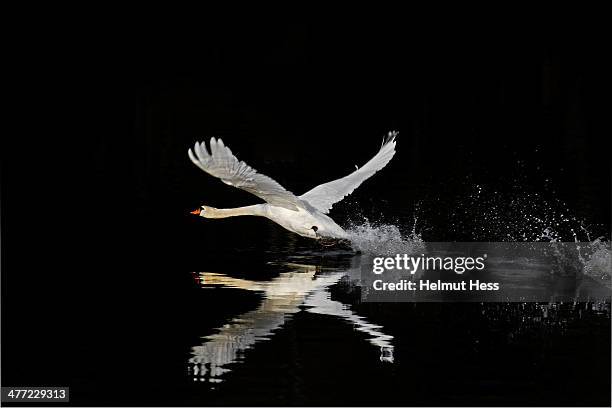 Bird Splash Bird Water Splash Photos and Premium High Res Pictures - Getty Images