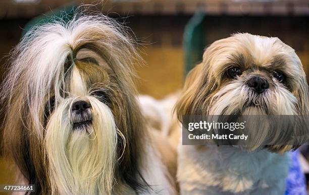 Pair of Shih Tzu dogs sit together on the third day of the Crufts dog show at the NEC on March 8, 2014 in Birmingham, England. Said to be the largest...