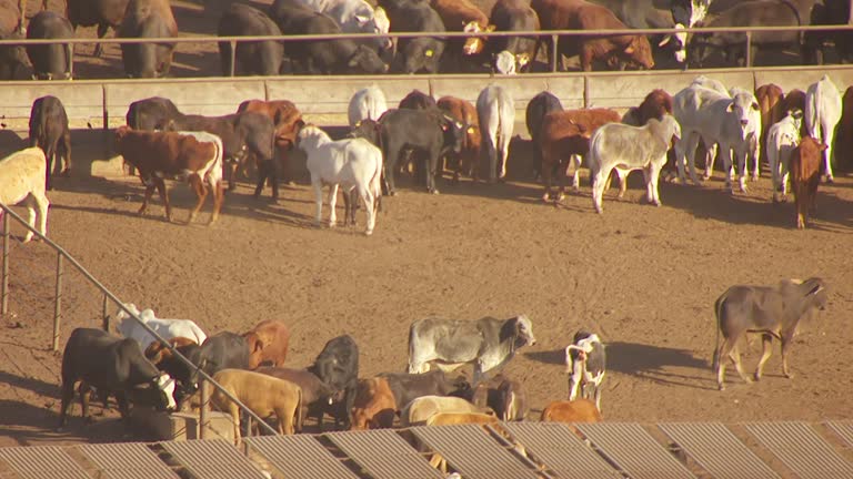 Kingsville Ranch 11 King Ranch Texas Stock Videos, Footage, & 4K Video Clips - Getty Images