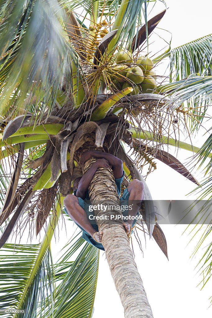 Climbing Coconut Palm and collecting fruits