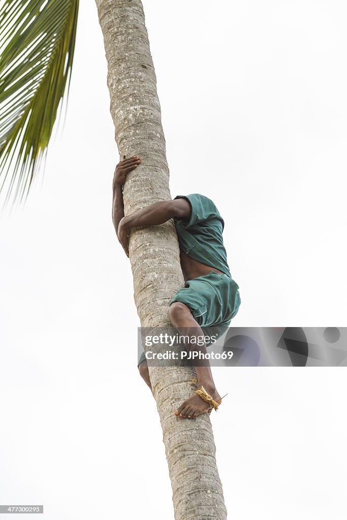 Climbing Coconut Palm and collecting fruits
