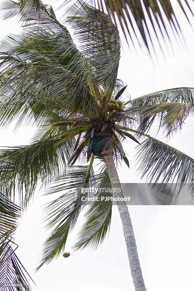 Climbing Coconut Palm and collecting fruits