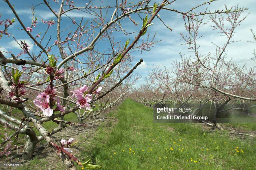 Orchard of Peach trees in early spring blossom.