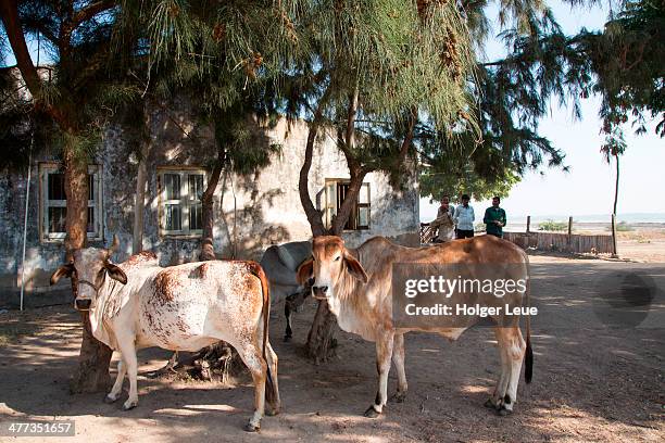 cows in front of house - gujarat females stock pictures, royalty-free photos & images