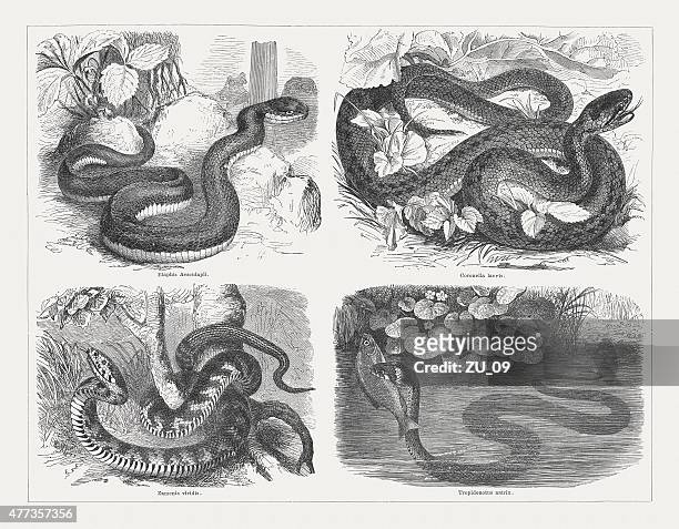 snakes, wood engravings, published in 1877 - coronella austriaca stock illustrations