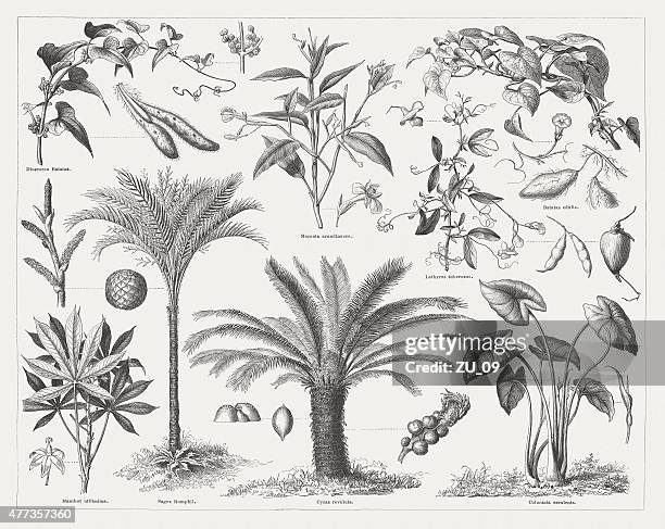 bildbanksillustrationer, clip art samt tecknat material och ikoner med food plants, wood engravings, published in 1877 - cassava
