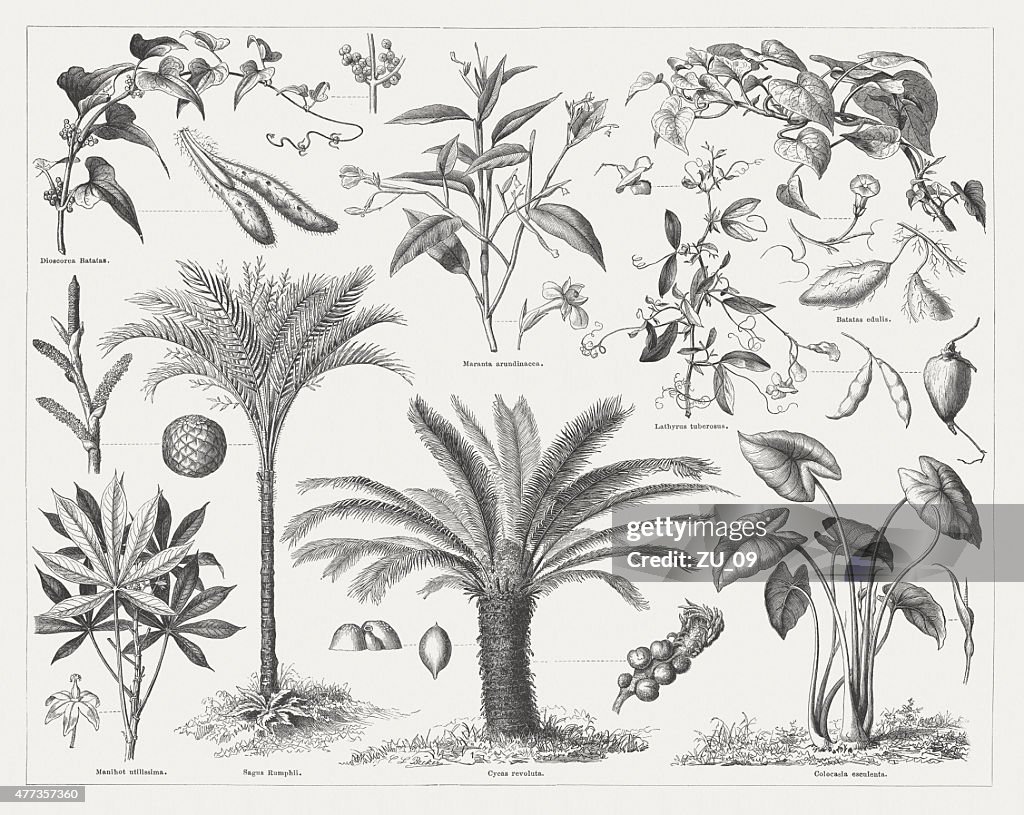 Food plants, wood engravings, published in 1877