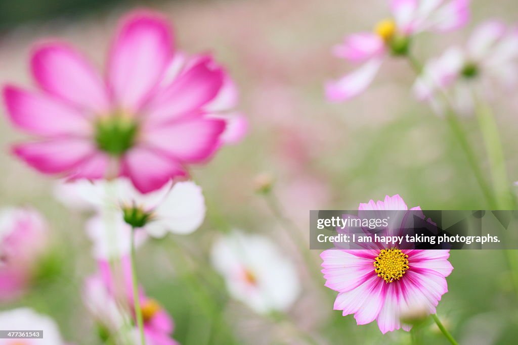 Cosmos in Hamarikyu.