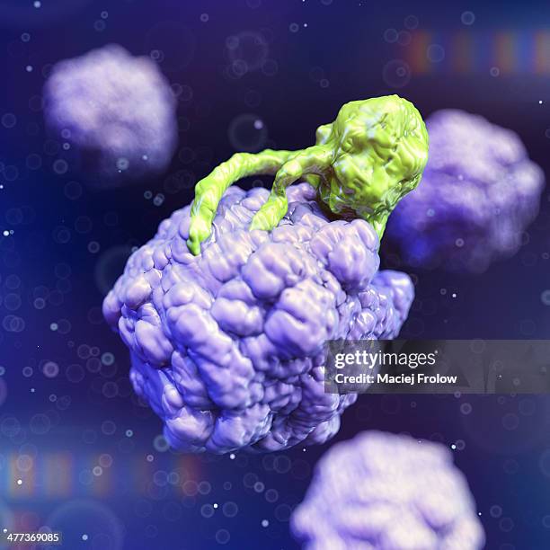 killer t-lymphocyte attacking a cancer cell - killer t cell stock illustrations