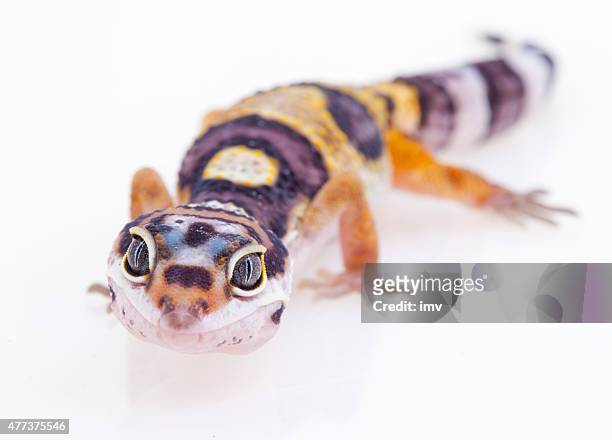 leopard gecko on white - gecko leopard stock pictures, royalty-free photos & images