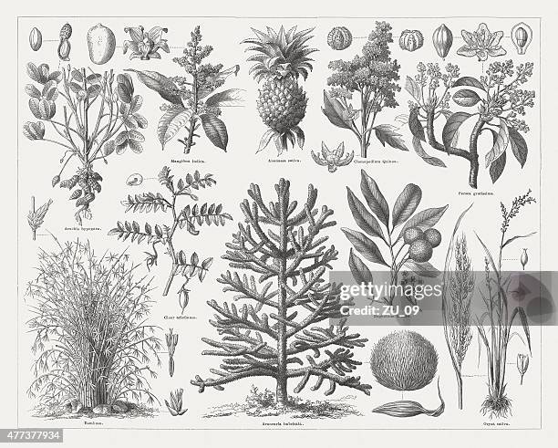 food plants, wood engraving, published in 1877 - mango fruit 幅插畫檔、美工圖案、卡通及圖標