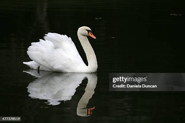 graceful swimmer - swan photos et images de collection