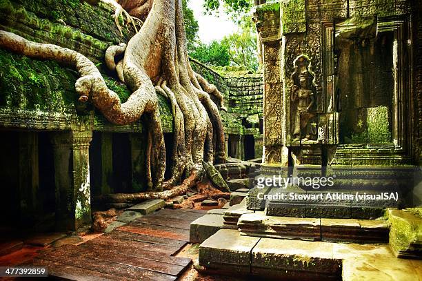 ta prohm angkor wat cambodia - templo ta prohm - fotografias e filmes do acervo
