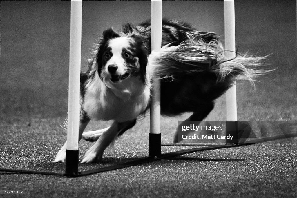 An Alternative View Of 2014 Crufts Dog Show