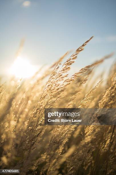 Summer Resting Reeds Reeds Sunset Photos and Premium High Res Pictures - Getty Images