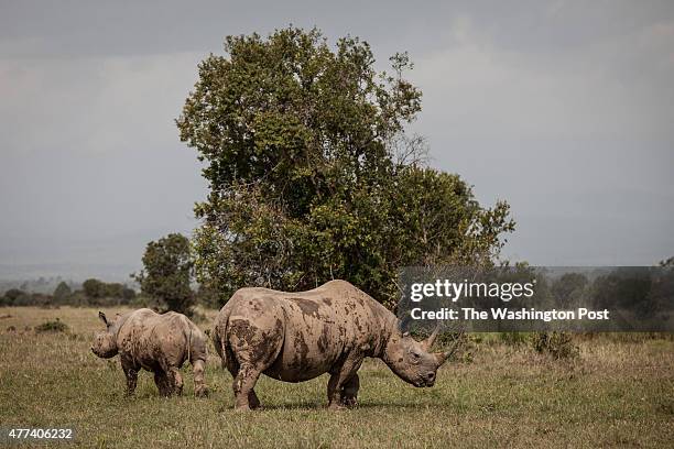 Kenya - The Ol Pejeta Conservancy is home to 11 southern white rhinos in addition to the three northern white rhinos. With just five northern white...