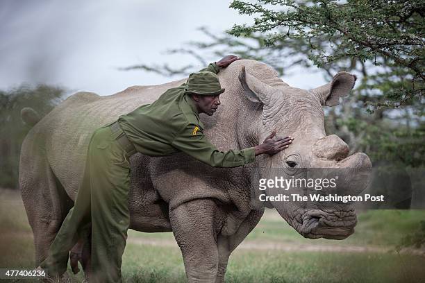 Kenya - Mohammed Doyo, head caretaker, caresses Sudan. The last male northern white rhino left on the planet, Sudan lives alone in a 10-acre...