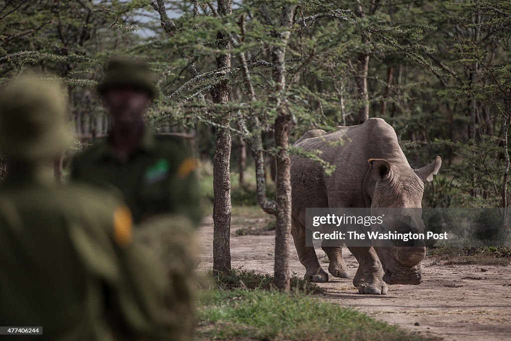 Almost the end for Kenya's northern white rhino