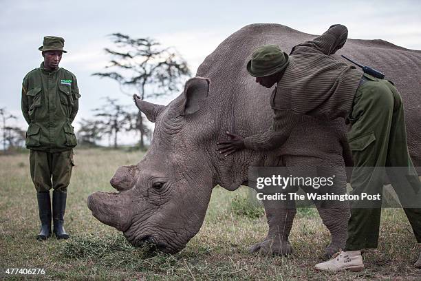 Kenya - Caretakers Mohammed Doyo and Zachary Mutai spend time with Sudan. Sudan, the last male northern white rhino left on the planet, lives alone...