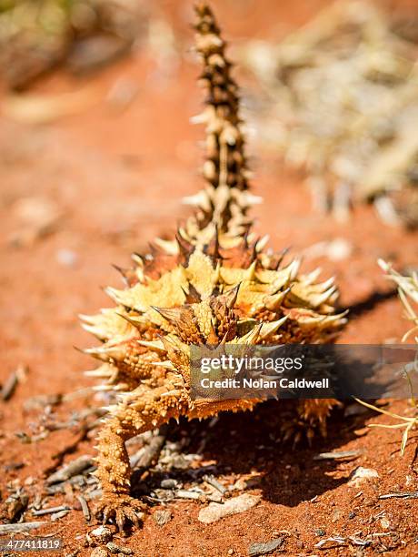 thorny devil - diabo espinhoso imagens e fotografias de stock