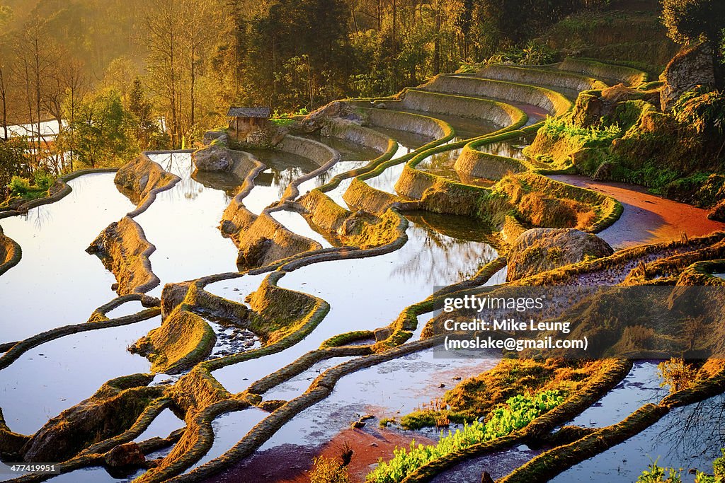 Yuanyang Rice Terraces (UNESCO World Heritage)