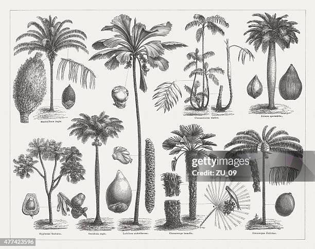 varios palms, wood engravings, published in 1877 - electronic organizer stock illustrations