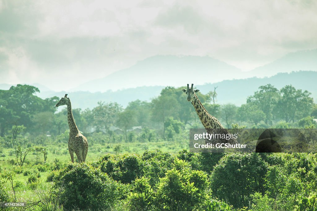 Giraffe in der wilden