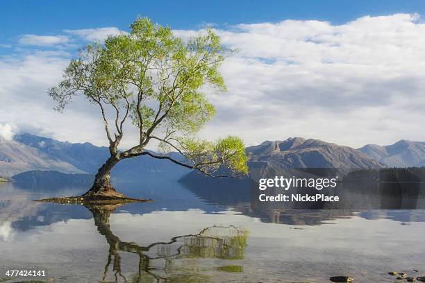 the wanaka tree - wanaka stockfoto's en -beelden